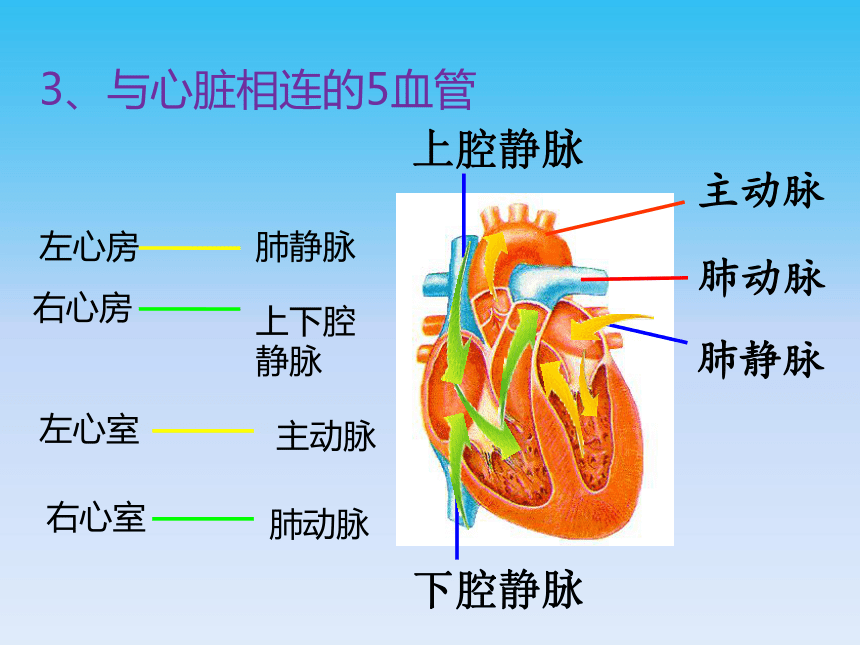 北师大版生物七年级下册 心脏是血液流动的动力器官课件（共25张PPT）