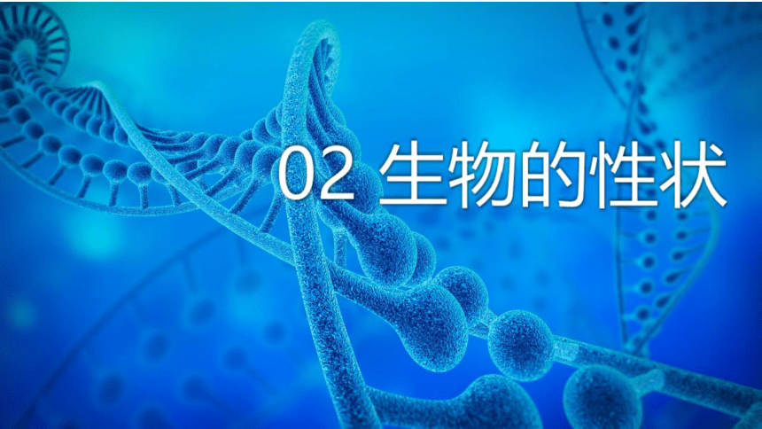 7.2.1 基因控制生物的性状课件(共38张PPT)人教版八年级生物学下册