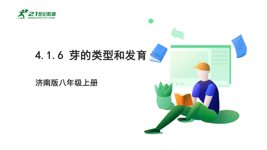 4.1.6 芽的类型和发育-2022-2023学年八年级生物上册同步课件（济南版）(共35张PPT)