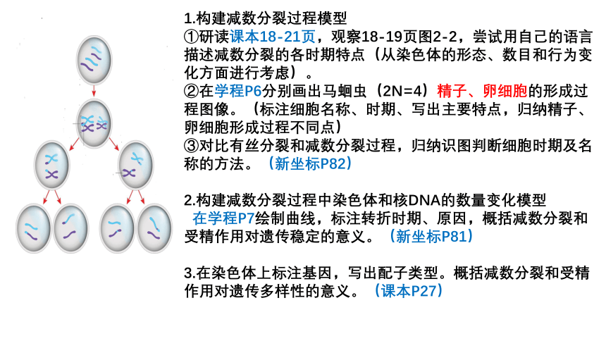 2024届高三二轮复习生物：减数分裂课件(共24张PPT)