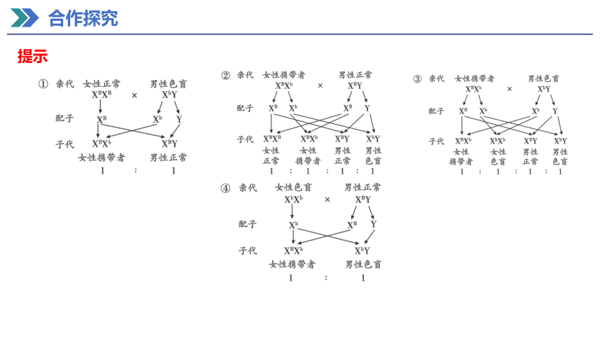 2.3 伴性遗传 课件(共40张PPT) 2023-2024学年高一生物人教版（2019）必修第二册