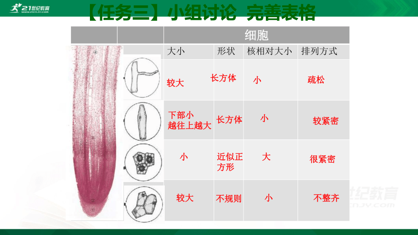 3.2.2植株的生长 课件(共37张PPT)