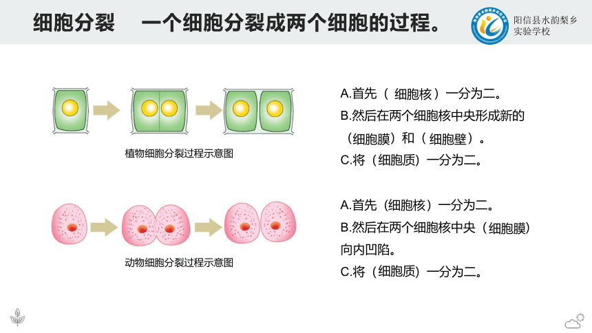 1.2.2细胞的分裂和分化课件(共25张PPT) 济南版生物七年级上册