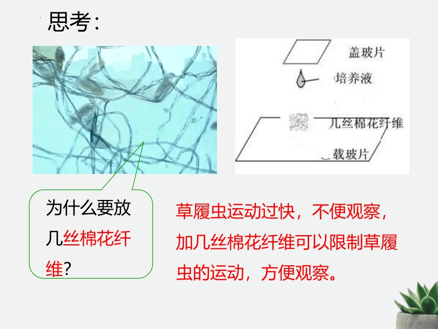 人教版生物七年级上册 2.2.4 单细胞生物 课件(共26张PPT)