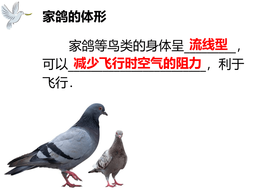 冀教版七年级上册生物4.8 鸟类 课件（20张PPT）