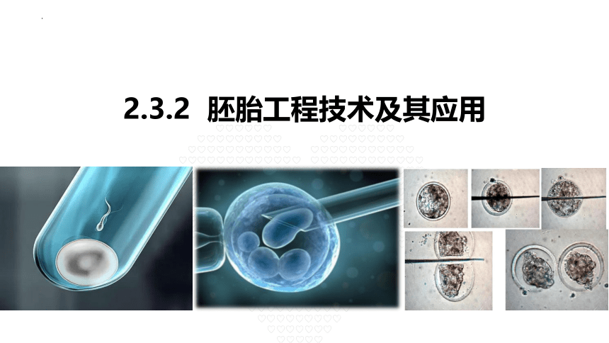 2.3.2 胚胎工程的操作技术及其应用课件（18张ppt）2022-2023学年高二下学期生物人教版（2019）选择性必修3