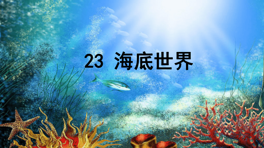 23海底世界  课件 (共36张 )