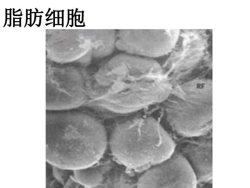 苏教版（2001）六年级上册1.4 搭建生命体的“积木” （课件22张ppt）