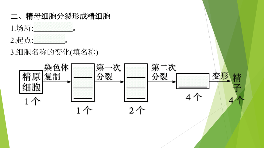 ３．２减数分裂与配子形成课件(共64张PPT)