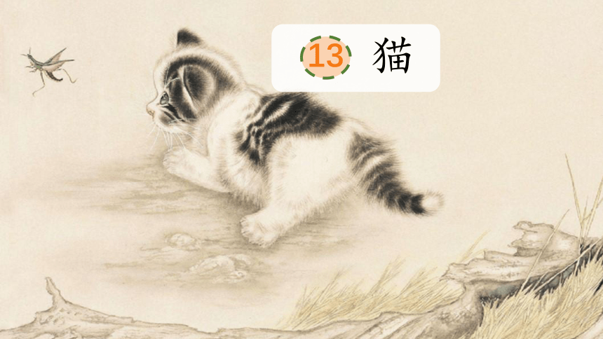 13  猫  课件 (共27张PPT)