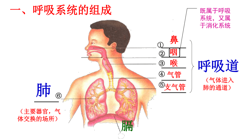 2020-2021学年人教版七年级生物下册  4.3.1 呼吸道对空气的处理 课件（27张PPT）