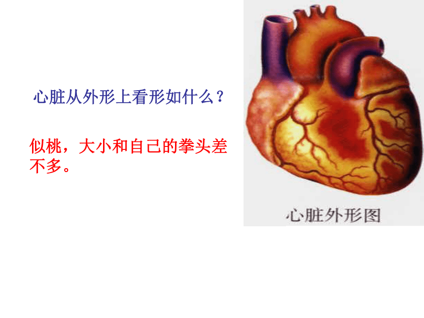 人教版生物七年级下册 4.4.3输送血液的泵——心脏 课件 （20张PPT）