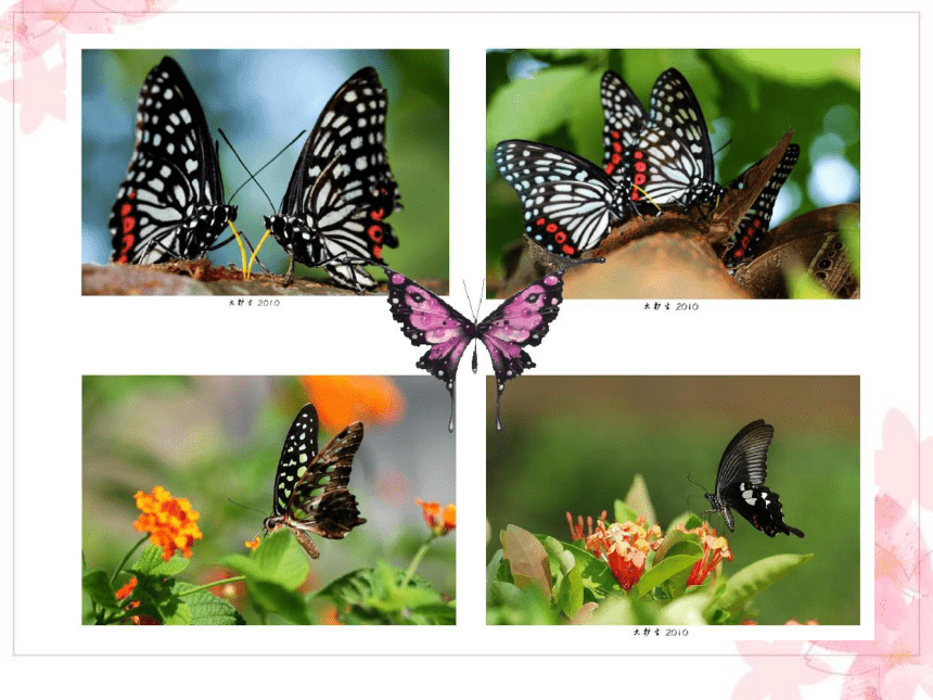 赣美版 一年级下册美术 第2课  漂亮的蝴蝶 课件（22张PPT）