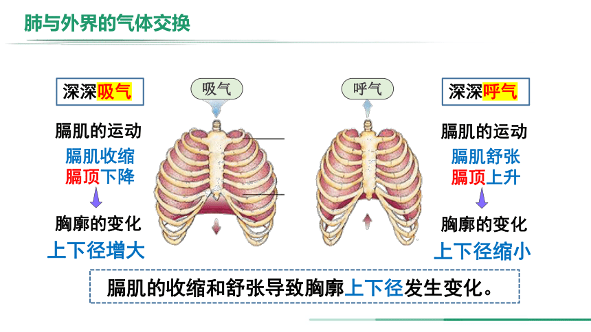 4.3.2发生在肺内的气体交换（第1课时）课件(共17张PPT) 人教版生物七年级下册
