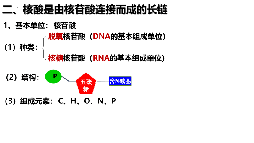 2.5核酸是遗传信息的携带者课件-(共30张PPT)人教版（2019）必修1