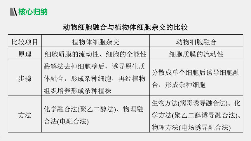 高中生物苏教版（2019）选择性必修3 生物技术与工程 第二章 第三节　第3课时　动物细胞融合技术及其应用（71张PPT）