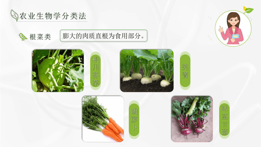 1.3农业生物学分类法 课件(共15张PPT)-《蔬菜生产技术》同步教学（湖南科技出版社）