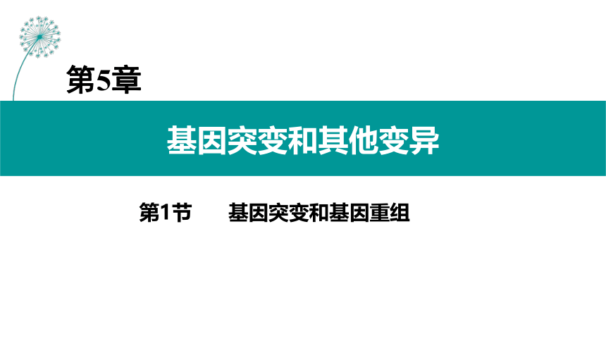 生物人教版（2019）必修2 5.1基因突变和基因重组（共29张ppt）