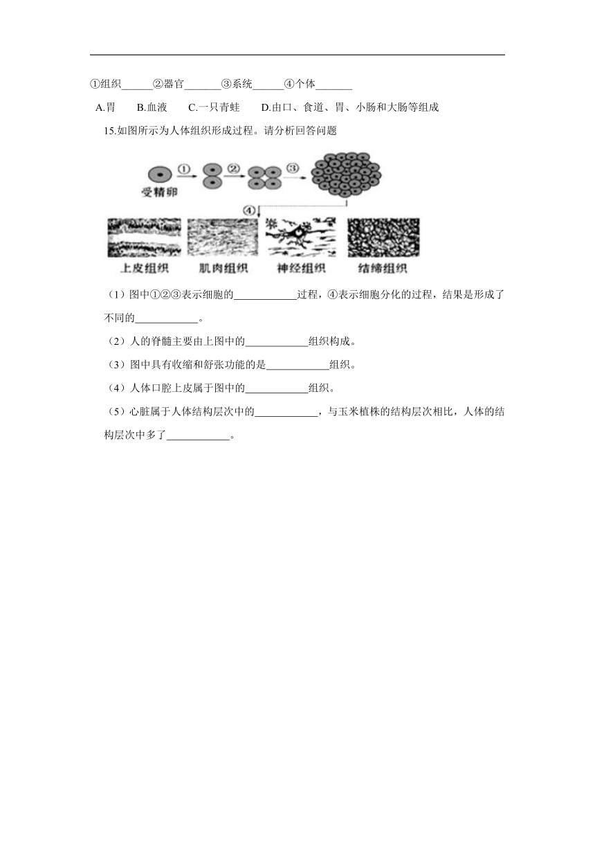 2.2.2动物体的结构层次—2021-2022学年生物人教版七年级上册同步作业（word版 含解析）