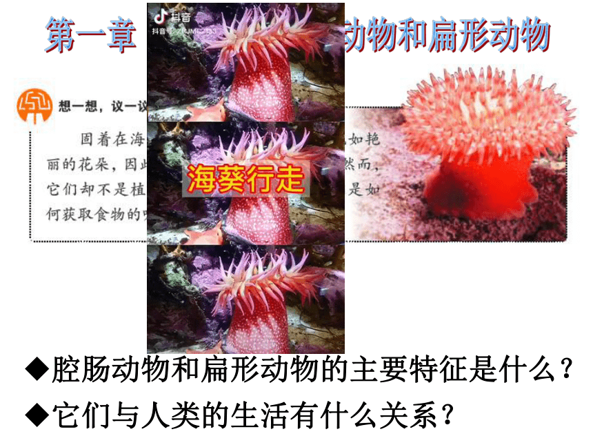 5.1.1腔肠动物和扁形动物 课件(共48张PPT)2021--2022学年人教版生物八年级上册