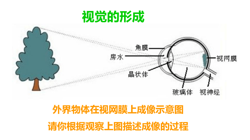 4.12.3 人体感知信息课件(共30张PPT)七年级生物下册（苏教版）