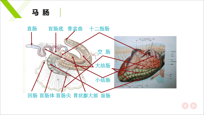 2.4肠 课件(共20张PPT)《畜禽解剖生理》同步教学（中国轻工业出版社）