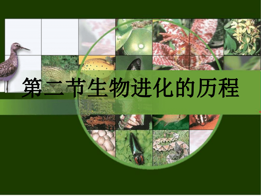 7.3.2生物进化的历程课件 2022-2023学年人教版生物八年级下册（共25张PPT）