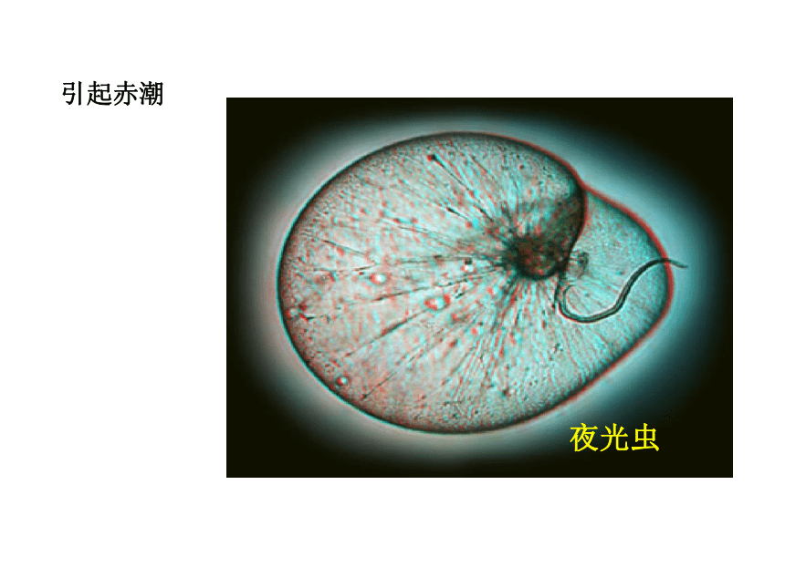 北师大版八年级下册22.2原生生物的主要类型课件(共16张PPT)