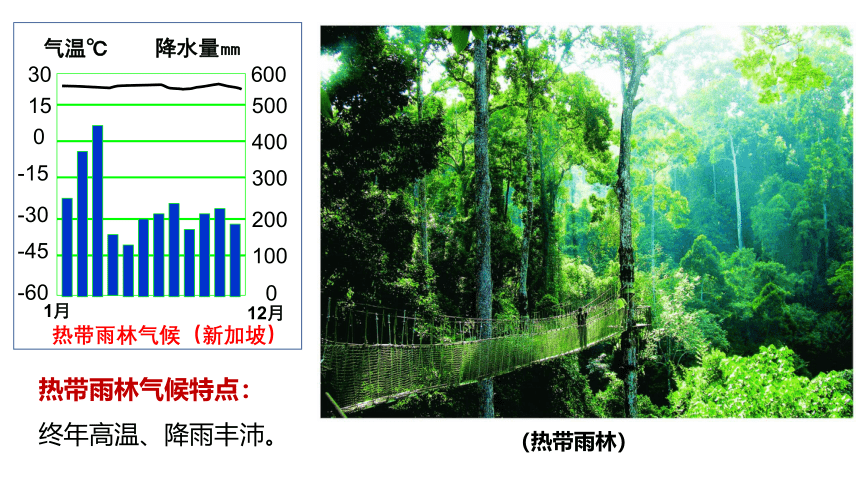 高中地理人教版（2019）必修第一册5.1植被课件（共43张ppt）