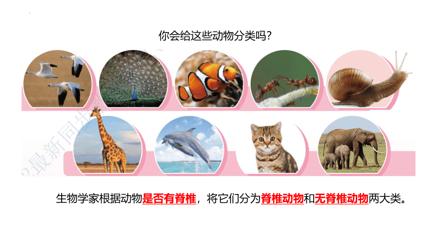 苏教版（2017秋） 四年级上册1.1 给动物分类课件（15张PPT)
