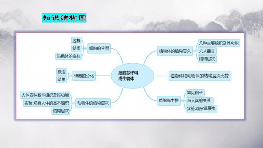 第二单元+第二章+细胞怎样构成生物体-【复习旧知】2022-2023学年七年级生物上册复习课件（人教版）(共68张PPT)