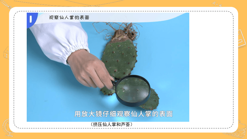 苏教版（2017秋）科学三年级下册6.《沙漠中的植物》课件(共34张PPT)