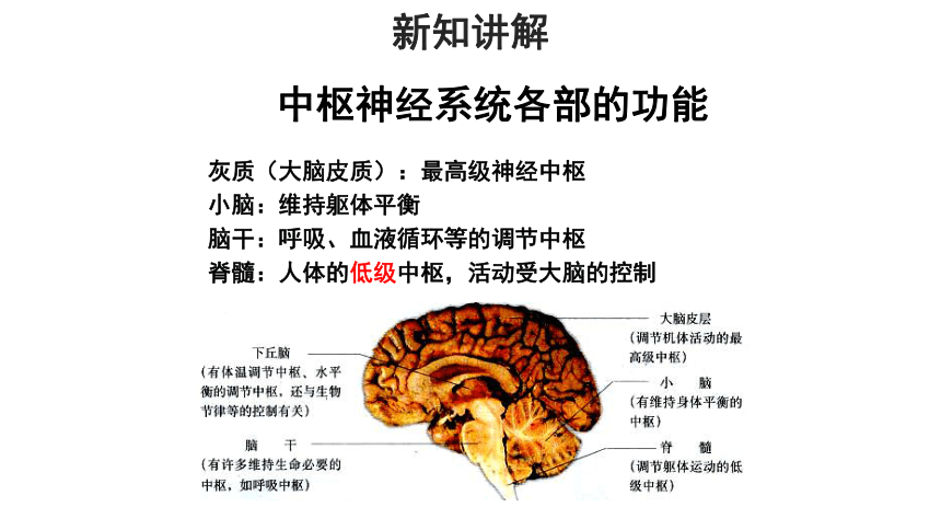 苏教版七年级下册 第二节 人体的神经调节 教学课件（共16张PPT）