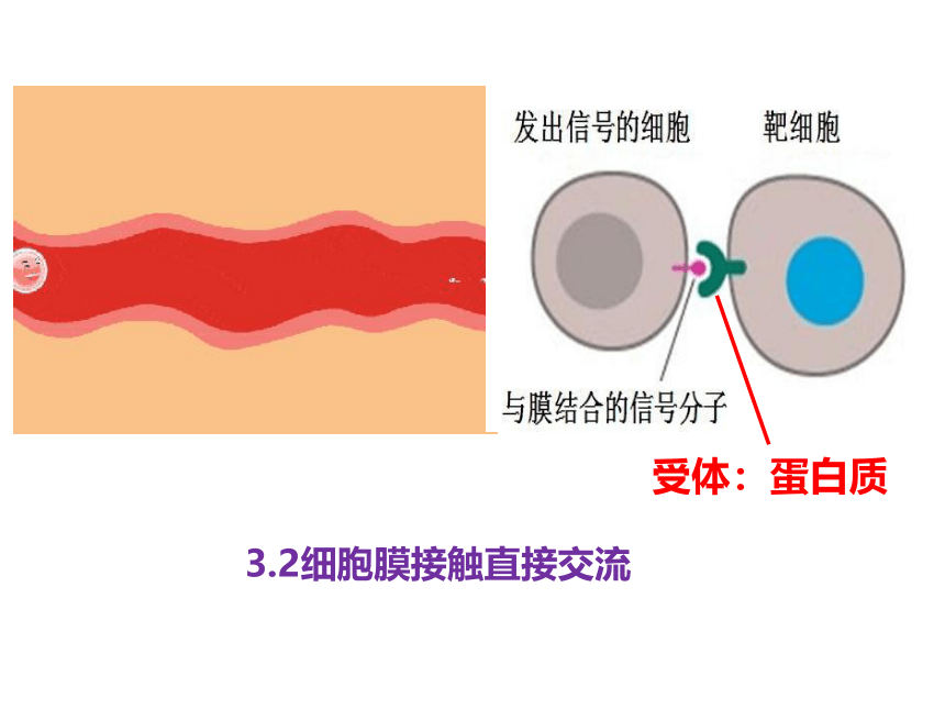 2021-2022学年高一上学期生物人教版必修一3.1细胞膜的结构和功能课件（共39张PPT）