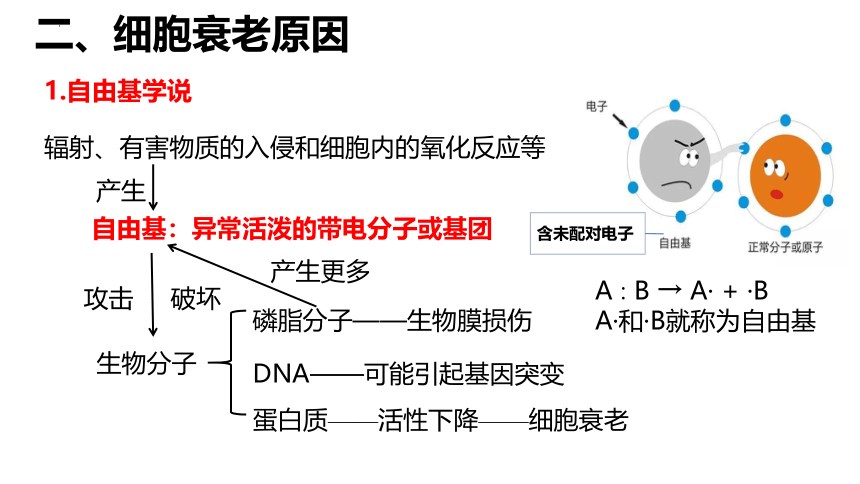 生物人教版2019必修1 6.3 细胞的衰老和死亡课件（共27张ppt）