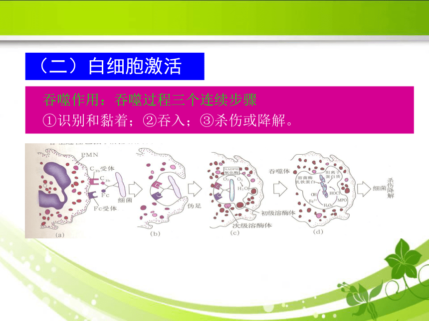 4.2急性炎症 课件(共67张PPT)《病理学》同步教学（人卫版）