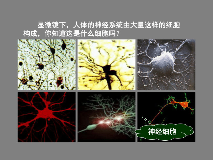 苏科版八上生物 16.1人体的神经调节 课件（共30张PPT）