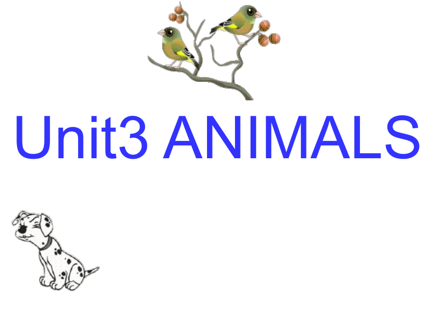 Unit3 Animals 课件(共37张PPT)