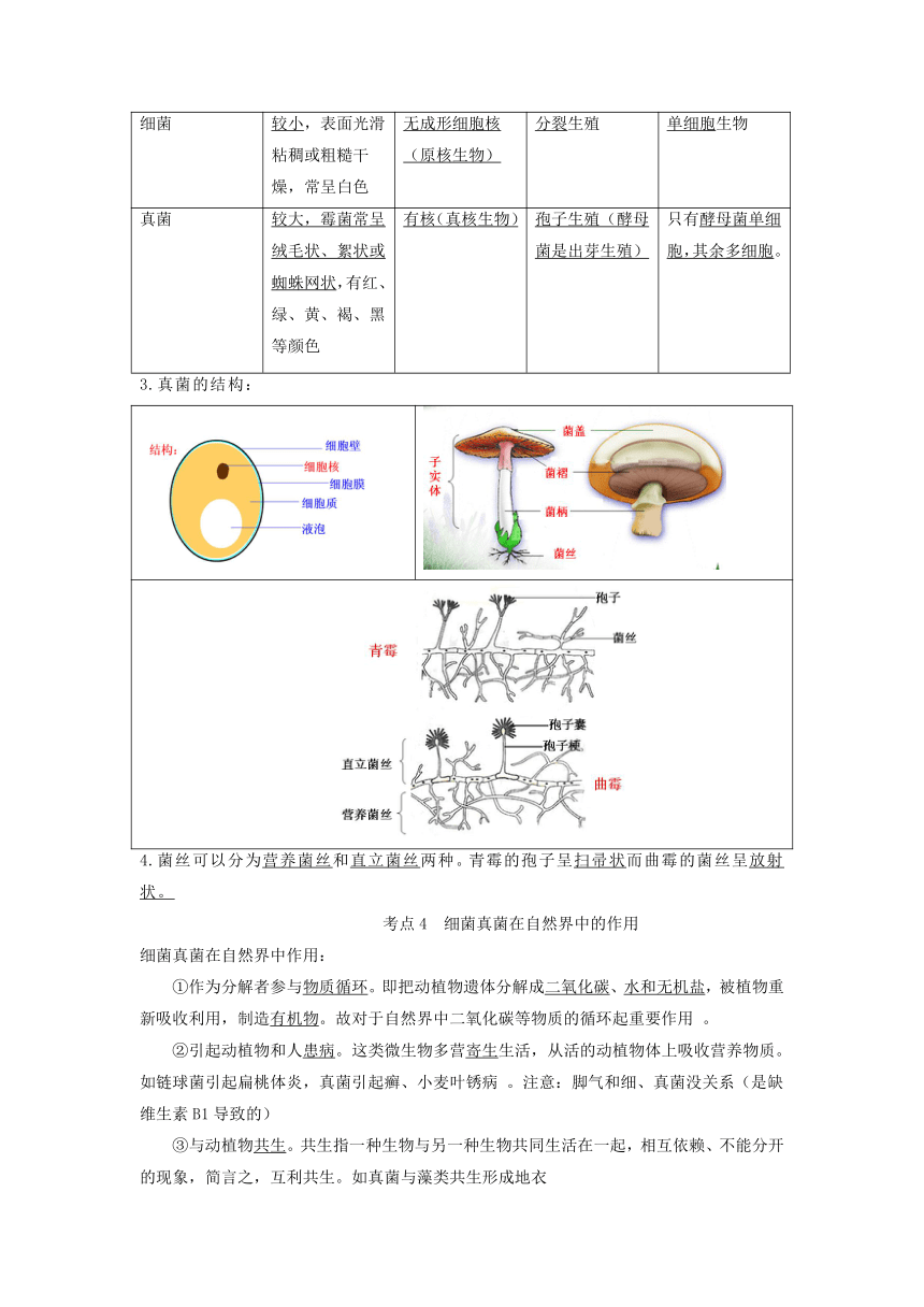 专题14 生物圈中的微生物（知识点）-备战中考生物一轮复习考点（全国通用）