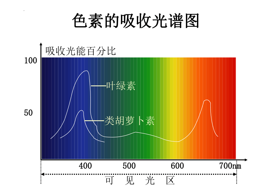 5.4光合作用与能量转化课件（48张ppt）-2022-2023学年高一上学期生物人教版（2019）必修1