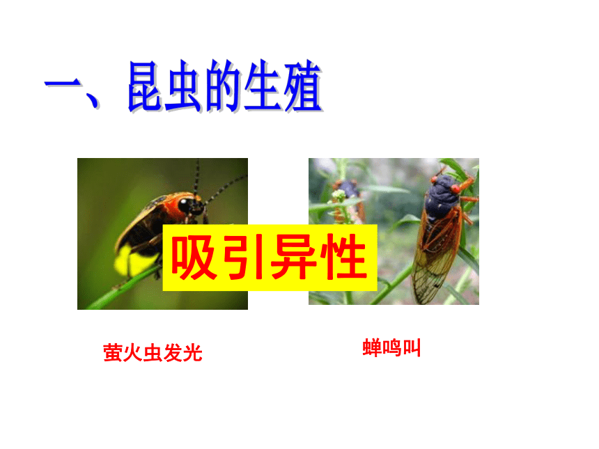 第一节 昆虫的生殖和发育 课件（33张PPT）