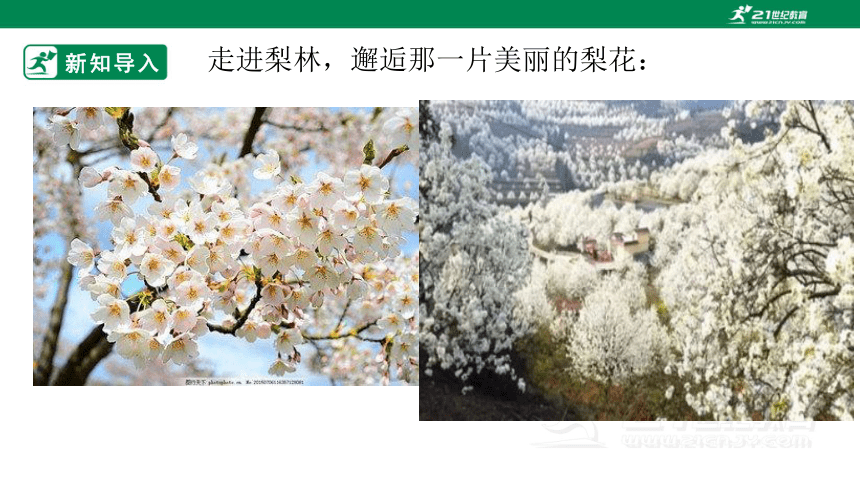 15 驿路梨花 课件