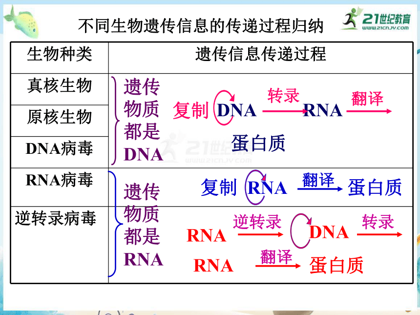 4.2 基因对性状的控制（共28张PPT）
