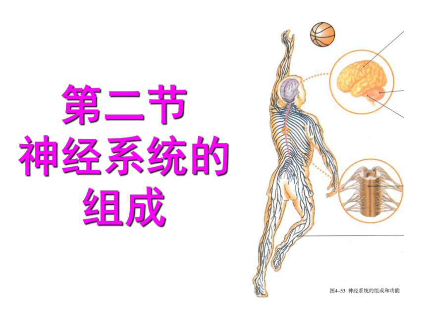 2020-2021学年人教版七年级生物下册4.6.2 神经系统的组成 -课件 （38张PPT）