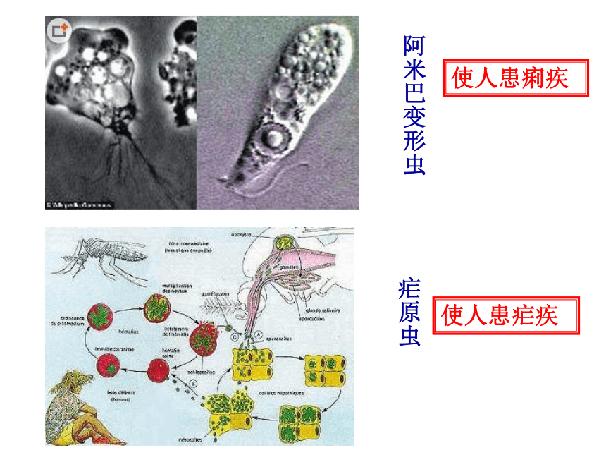 北师大版八年级下册22.2原生生物的主要类型课件(共16张PPT)