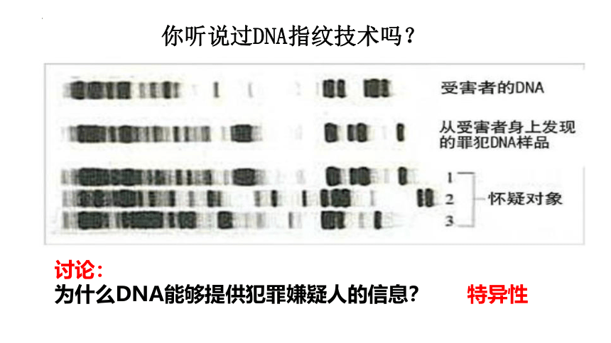 2.5核酸是遗传信息的携带者课件-(共30张PPT)人教版（2019）必修1