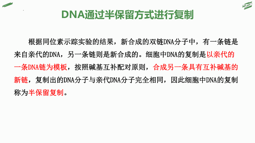 3.3 DNA通过复制传递遗传信息(共30张PPT)-高一生物课件（浙科版2019必修2）