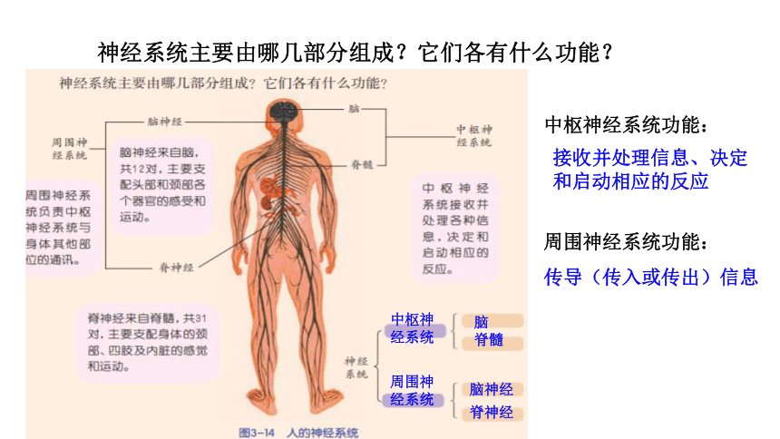 3.3 神经调节（课件 19张PPT)