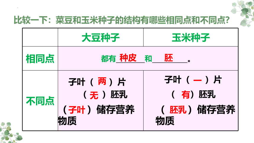 3.1.2种子植物  课件(共36张PPT)2022-2023学年人教版生物七年级上册