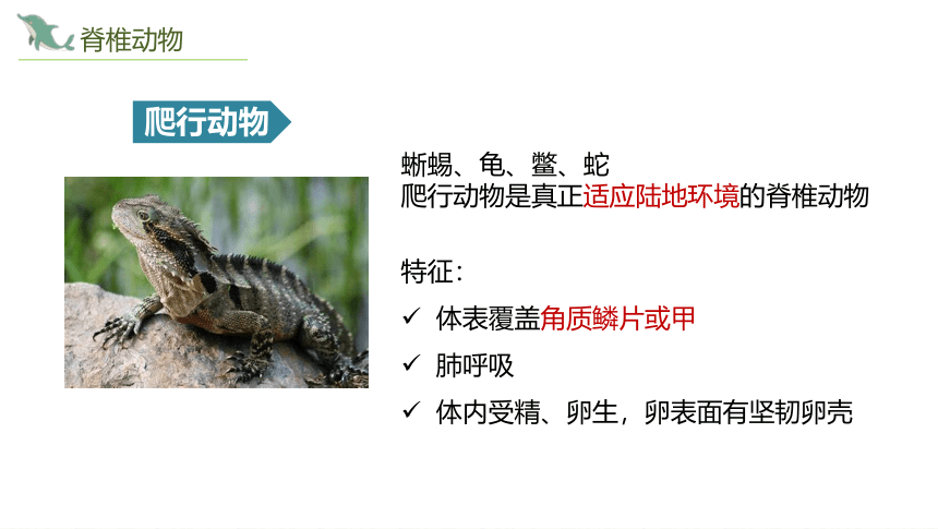 2022-2023学年人教版生物八年级上册 期末复习 课件 (共44张PPT)